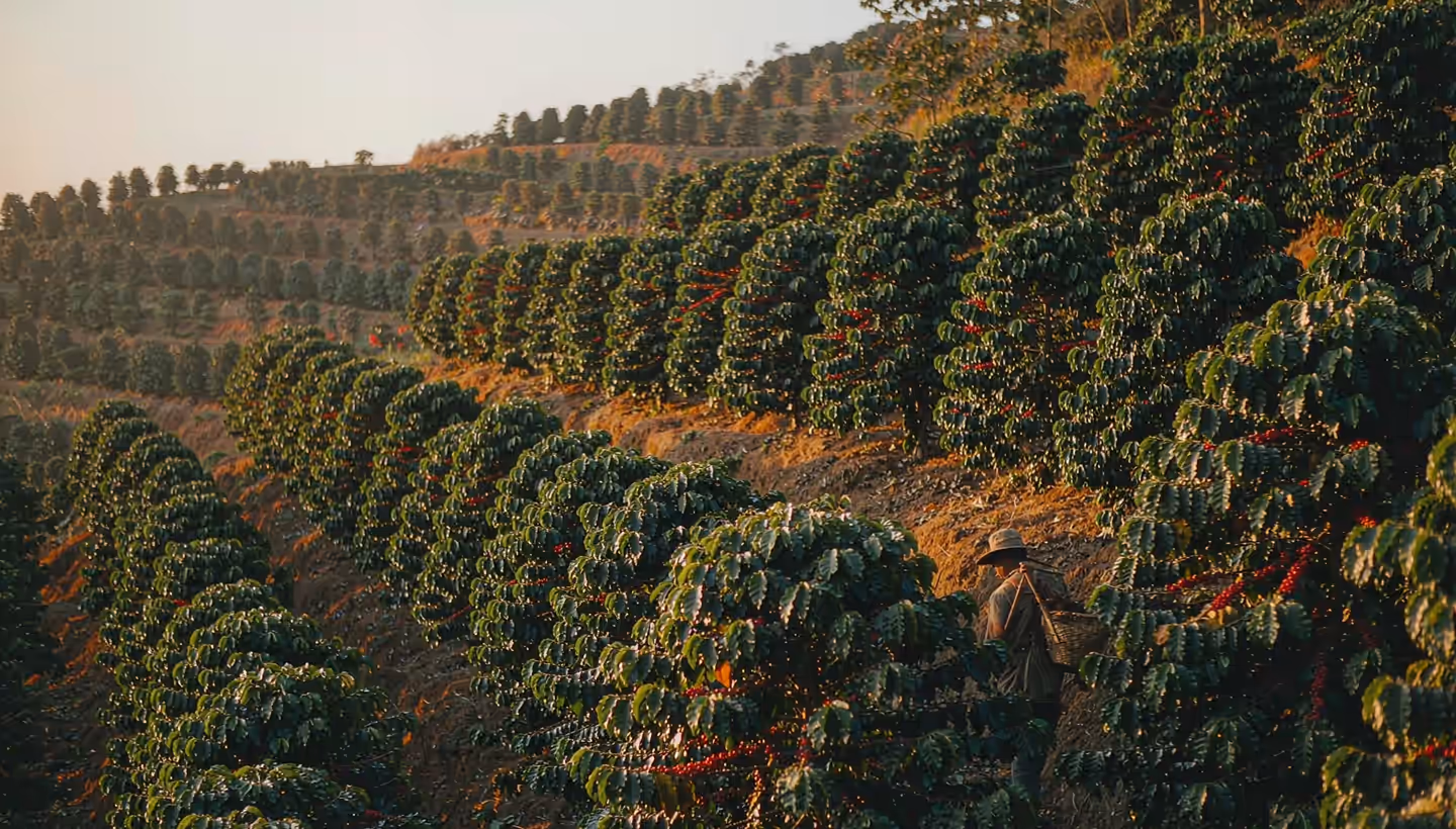 Terraced coffee farm at dawn